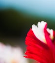 Single red and white petal with bokeh background Royalty Free Stock Photo