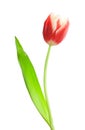 Single red-white tulip Royalty Free Stock Photo