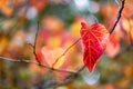 A single Red and Yellow Autumn Fall Leaves with a selective focus in Adelaide South Australia on 12th April 2018 Royalty Free Stock Photo