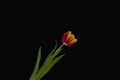 Single Red and Yellow Carnation head set on a black back ground Royalty Free Stock Photo