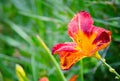 Single Red-yellow Daylily flower in a spring season at a botanical garden. Royalty Free Stock Photo
