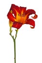 Single red and yellow flower of a daylily isolated Royalty Free Stock Photo