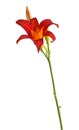 Single red and yellow flower of a daylily isolated Royalty Free Stock Photo