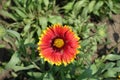 Single red and yellow flower of Gaillardia aristata Royalty Free Stock Photo