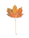 Single red yellow maple leaf isolated on white background Royalty Free Stock Photo