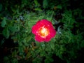 Single Red Yellow Rose Blooming in The Field Royalty Free Stock Photo