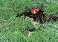 Single red and yellow tulip in green meadow Royalty Free Stock Photo