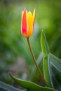 Single red yellow tulip grows on grass in spring Royalty Free Stock Photo