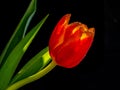 Single red yellow tulip with water droplets isolated on black background. Royalty Free Stock Photo