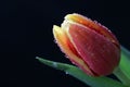 Single red and yellow tulip with water droplets isolated on black background. Tulips popular for Women`s Day in Europe Royalty Free Stock Photo