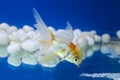 Single Redcap Goldfish in a tank Royalty Free Stock Photo