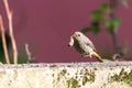 Single redstart small bird stands in the garden with big worm in beak