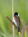Single Reed Bunting bird on a reed stem in spring nesting season