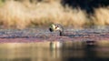 Single Reed Cormorant catch a fish a pond ready to swallow