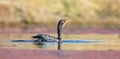Single Reed Cormorant catch a fish a pond ready to swallow
