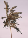 Single reed plant closeup