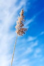 A single reed stalk with a fluffy top against the blue sky