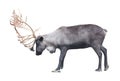 Single reindeer isolated on white