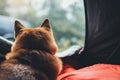 Single resting dog in campsite forest, close up back view tourist red shiba inu leisure in camp tent , hiker sad puppy dog looking Royalty Free Stock Photo