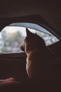 Single resting dog in campsite forest, close up lonely tourist red shiba inu leisure in camp tent, outline hiker sad puppy looking Royalty Free Stock Photo