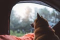 Single resting dog in campsite forest, close up tourist red shiba inu leisure in camp tent , outline hiker sad puppy looks