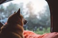 Single resting dog in campsite forest, crop tourist red shiba inu leisure in camp tent , outline hiker sad japanese puppy looking Royalty Free Stock Photo