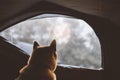 Single resting dog looking in campsite forest, close up tourist red shiba inu leisure in camp tent , outline hiker sad puppy relax Royalty Free Stock Photo