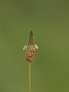 Single ribwort plantain flower - Plantago lanceolata