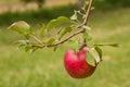 Single Ripe Apple Hanging From Vine Royalty Free Stock Photo