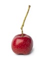 Single ripe fresh red hawthorn berry close up on white background