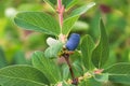 A single ripe haskap berry on a shrub Royalty Free Stock Photo