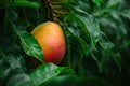 single ripe mango hanging from tree surrounded by lush green leaves with copy space Royalty Free Stock Photo