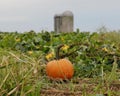 A Single Ripe Orange Pumpkin in Farm Field Royalty Free Stock Photo