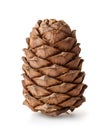 Single ripe pine cone