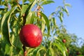 Single ripe red nectarine on the tree in an orchard on a sunny afternoon