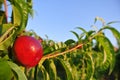 Single ripe red nectarine on the tree in an orchard on a sunny afternoon Royalty Free Stock Photo