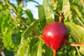 Single ripe red nectarine on the tree in an orchard on a sunny afternoon