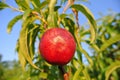 Single ripe red nectarine on the tree in an orchard on a sunny afternoon Royalty Free Stock Photo