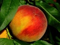 ripe red and orange peach fruit on tree branch with lush green leaves. closeup view Royalty Free Stock Photo