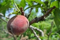 Single ripe red peach on the tree in an orchard on a sunny day Royalty Free Stock Photo