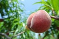 Single ripe red peach on the tree in an orchard on a sunny day Royalty Free Stock Photo