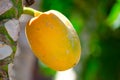 Single of Ripe Round papaya on a tree.