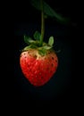 Single ripe strawberry Royalty Free Stock Photo