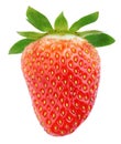 Single ripe strawberry fruit Royalty Free Stock Photo