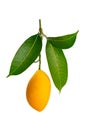 Single ripe sweet yellow marian plum isolated on white background Royalty Free Stock Photo