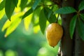 A single ripe yellow fruit hanging from a lush green tree branch in sunlight. Generative AI Royalty Free Stock Photo
