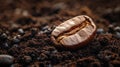 Single Roasted Coffee Bean on Dark Brown Grounds Royalty Free Stock Photo