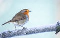 A single Robin on a branch