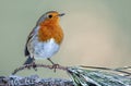 A single Robin on a branch Royalty Free Stock Photo
