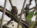 Single Robin perching in a tree, with it`s back to the camera